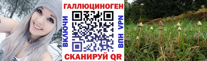 купить  сайты  дарк нет как зайти  Галлюциногенные грибы Psilocybe  Жуковский 